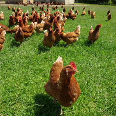 Pasture Poultry