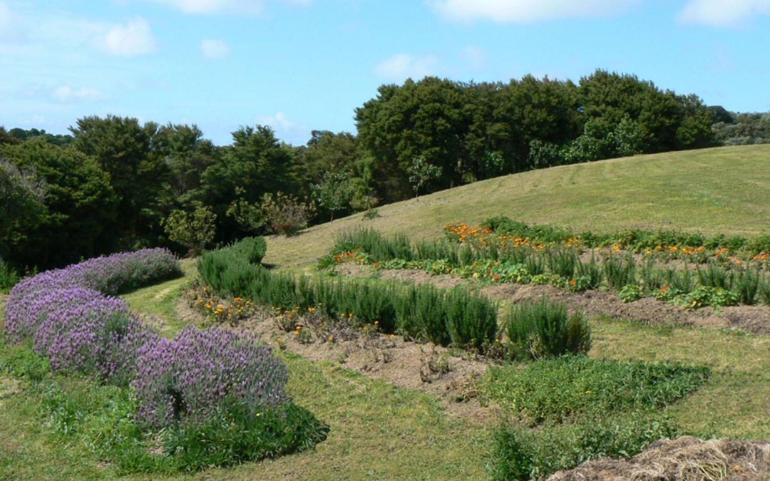 Waiheke Herbs