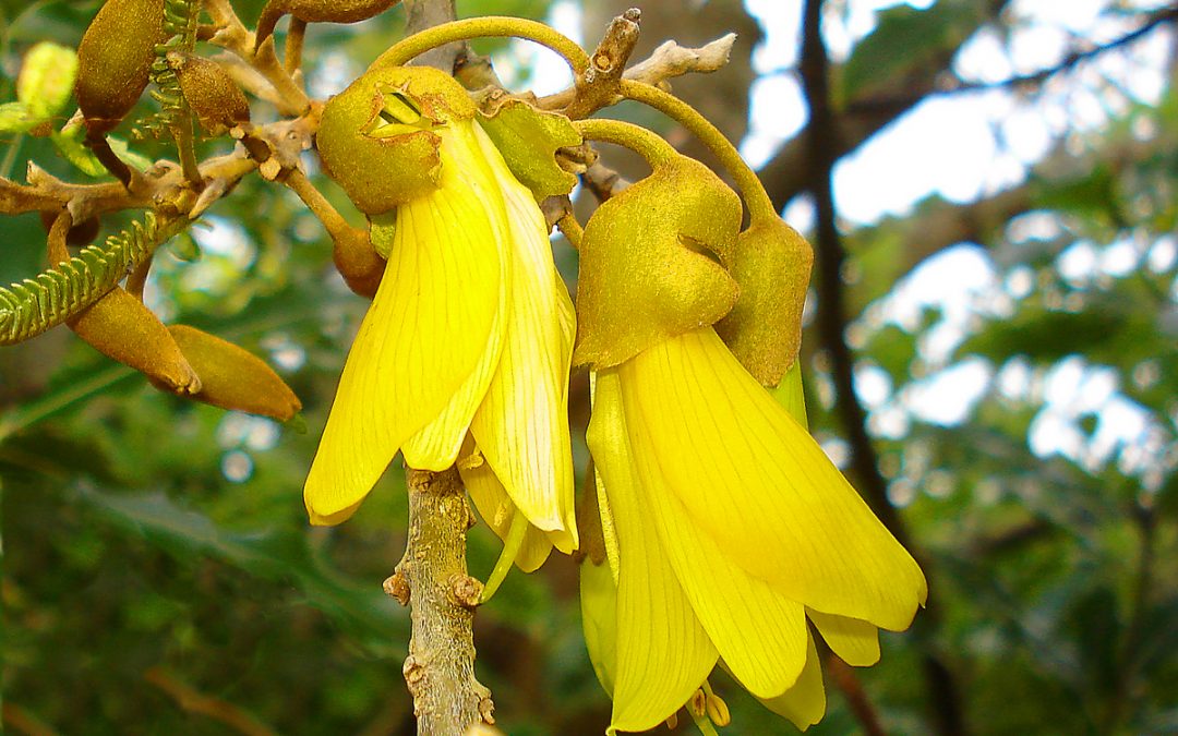 Kowhai Tree