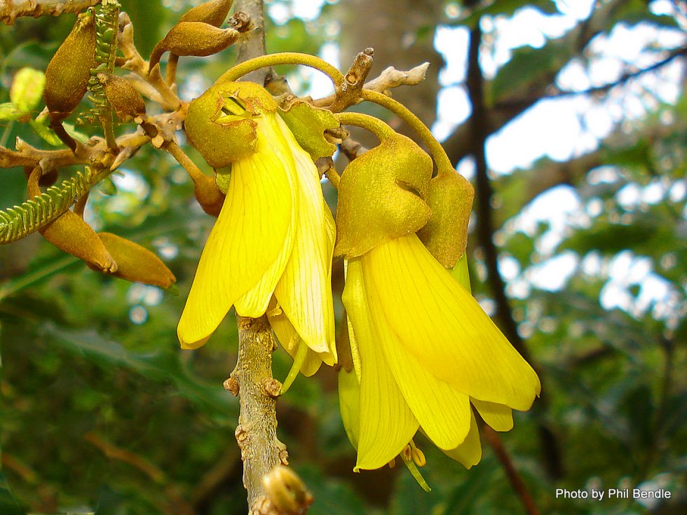 Kowhai Tree greenspace